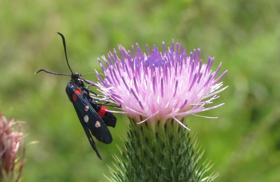 Zygaena lonicerae?